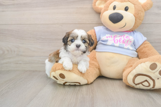 Small Teddy Bear Baby