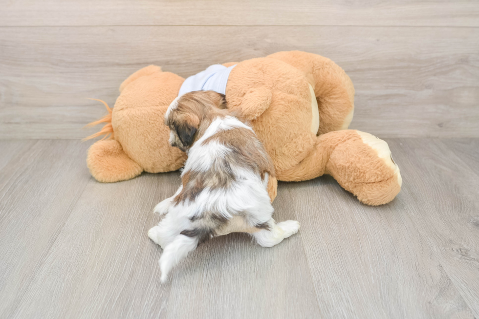 Smart Teddy Bear Designer Pup
