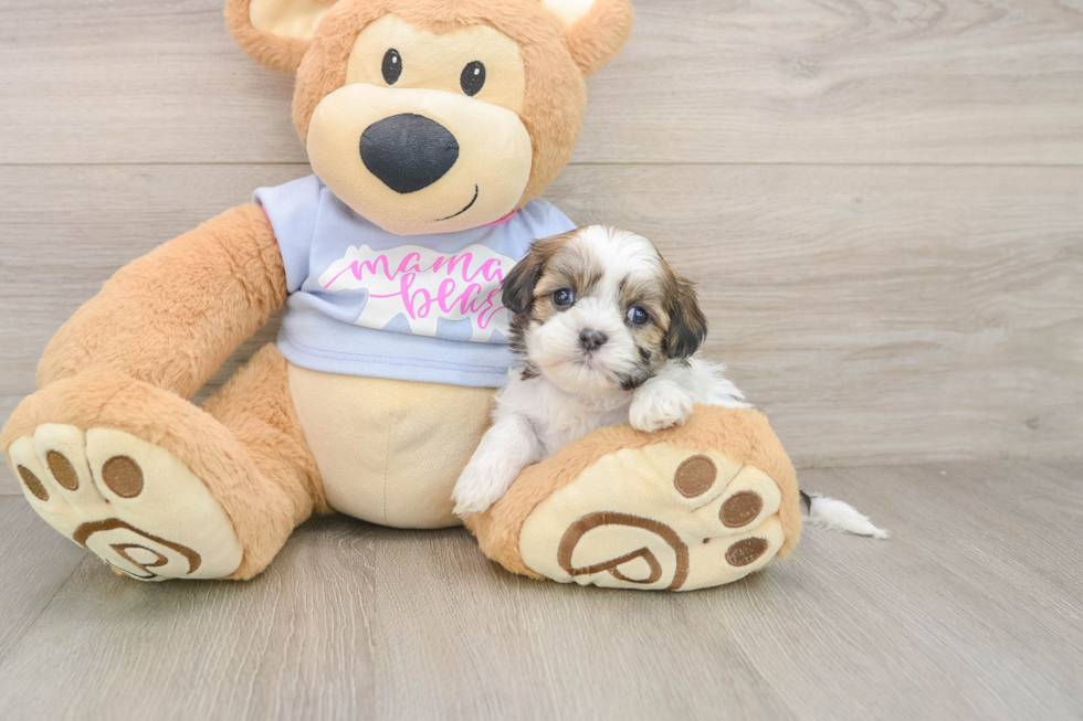 Teddy Bear Pup Being Cute