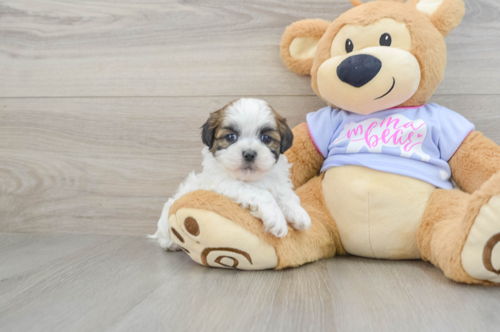 6 week old Teddy Bear Puppy For Sale - Simply Southern Pups