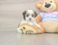 6 week old Teddy Bear Puppy For Sale - Simply Southern Pups
