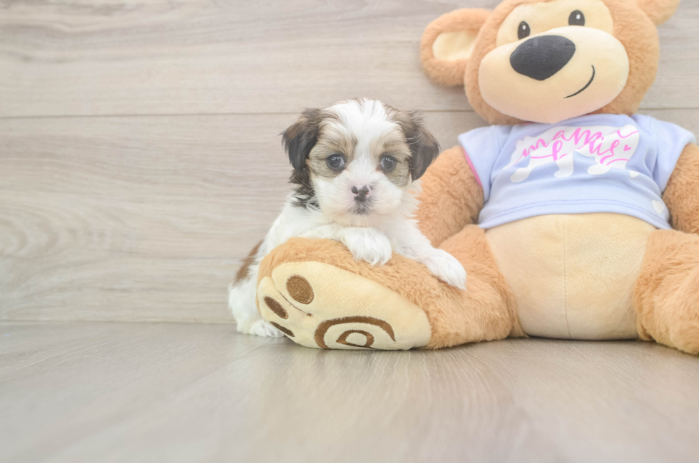 6 week old Teddy Bear Puppy For Sale - Simply Southern Pups
