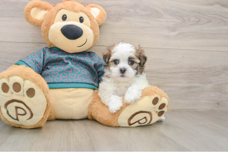 Energetic Shi Chon Designer Puppy