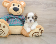 7 week old Teddy Bear Puppy For Sale - Simply Southern Pups