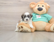 7 week old Teddy Bear Puppy For Sale - Simply Southern Pups