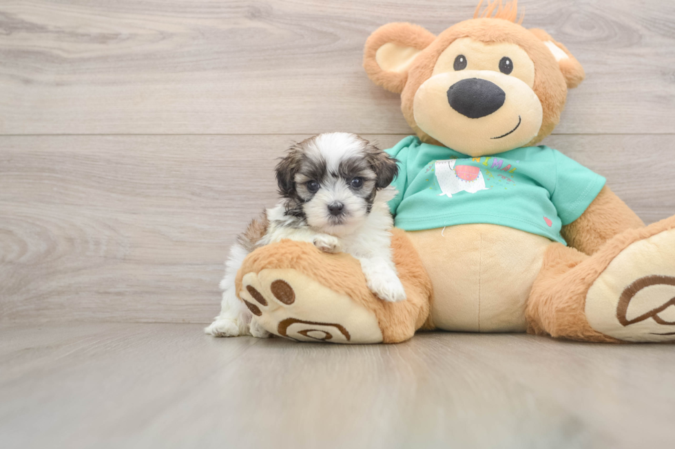Adorable Shit Designer Puppy