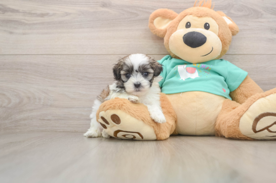 Adorable Shit Designer Puppy