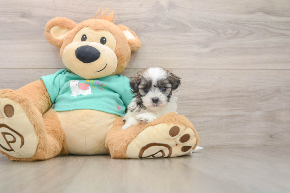 Teddy Bear Puppy for Adoption