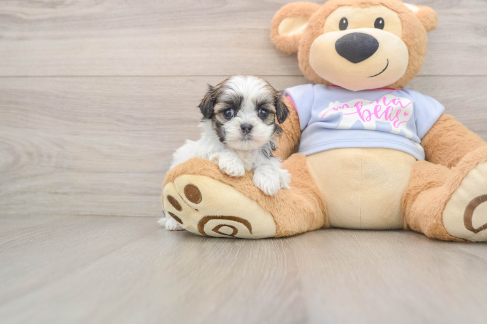 Adorable Shichon Designer Puppy