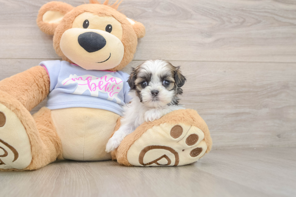 Teddy Bear Puppy for Adoption