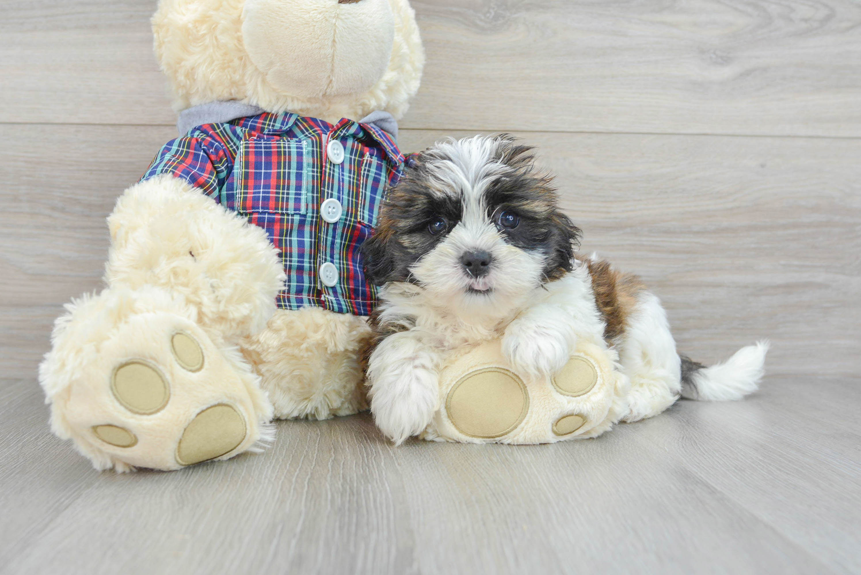 Teddy bear hotsell puppies adoption