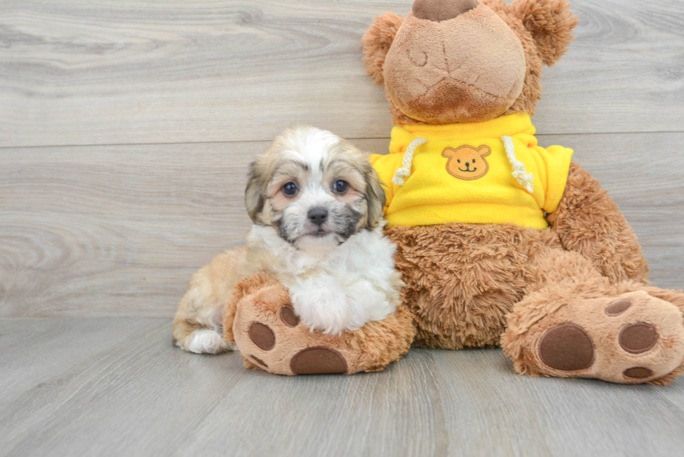 Teddy Bear Pup Being Cute
