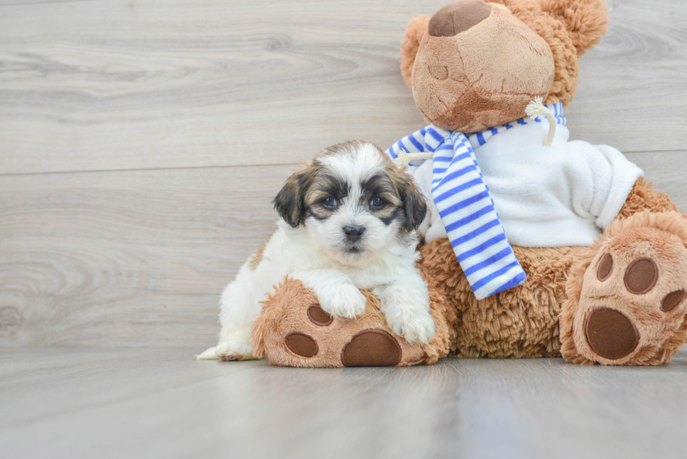 Happy Teddy Bear Baby