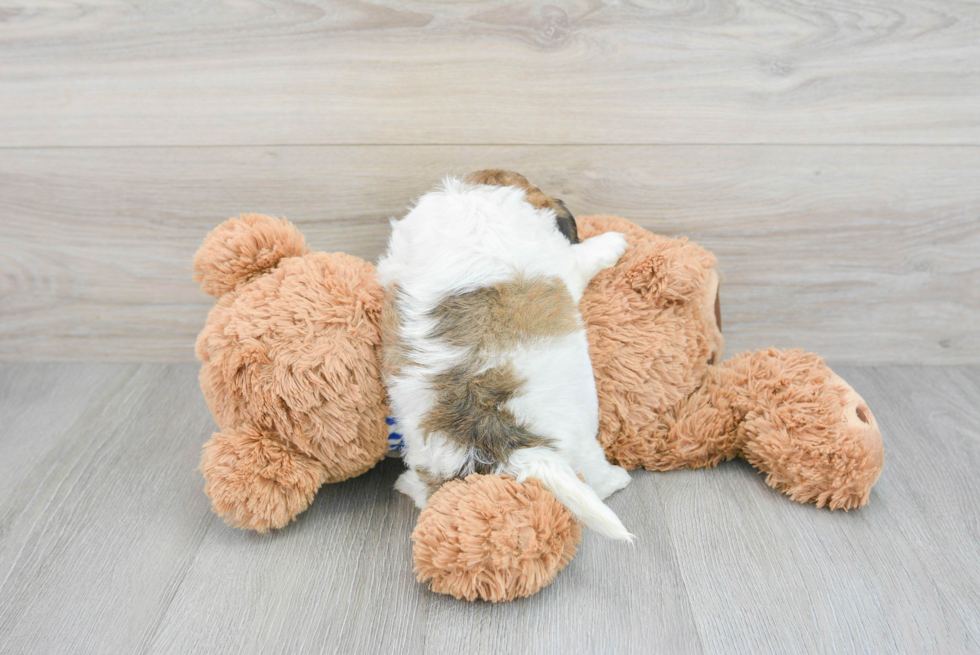Teddy Bear Pup Being Cute