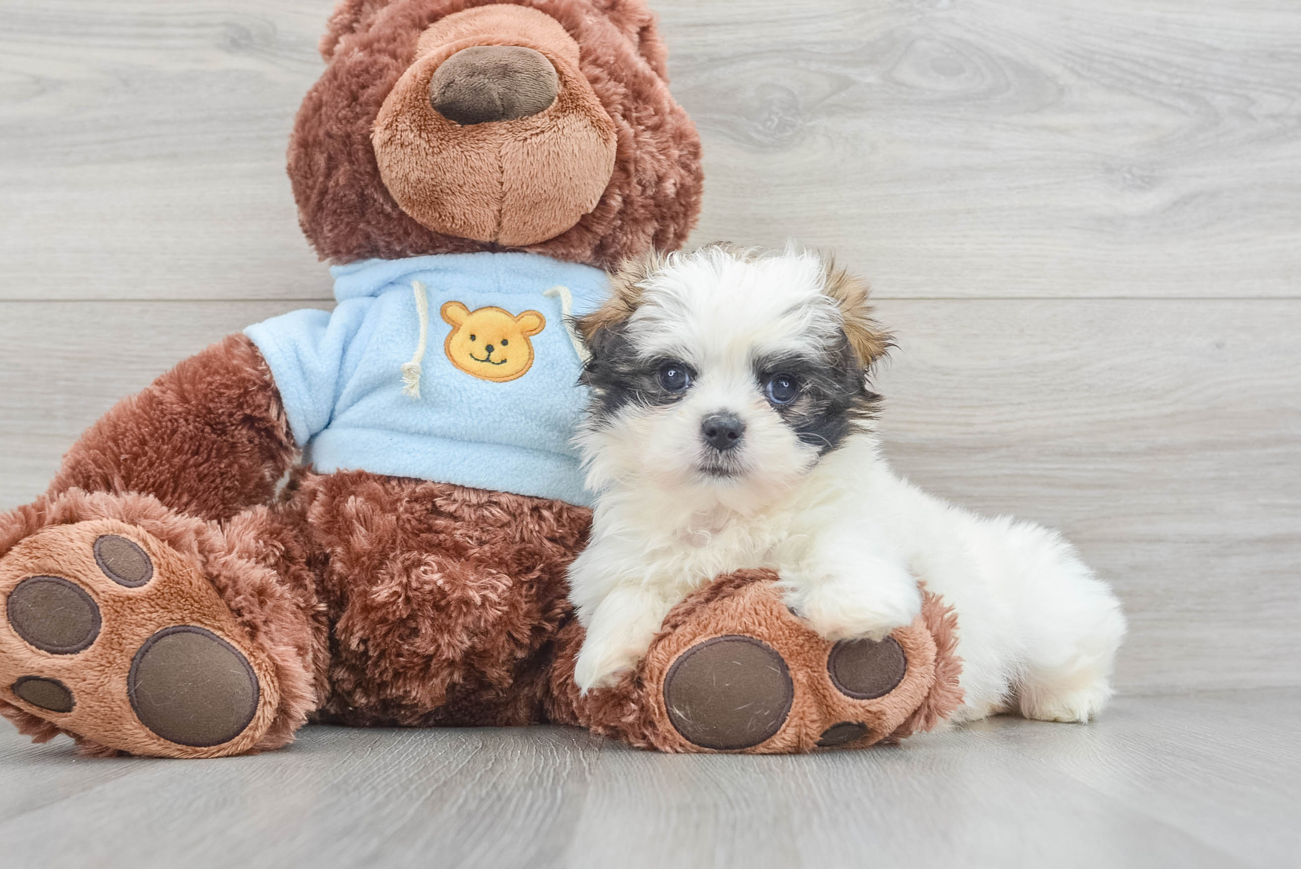 Cute Teddy Bear Chadwick 3lb 2oz Designer Puppy