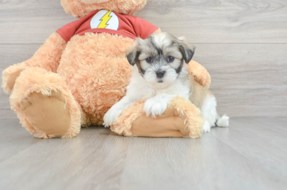 5 week old Teddy Bear Puppy For Sale - Simply Southern Pups