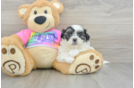 Teddy Bear Puppy for Adoption