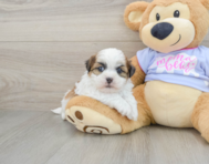 6 week old Teddy Bear Puppy For Sale - Simply Southern Pups