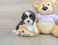 6 week old Teddy Bear Puppy For Sale - Simply Southern Pups