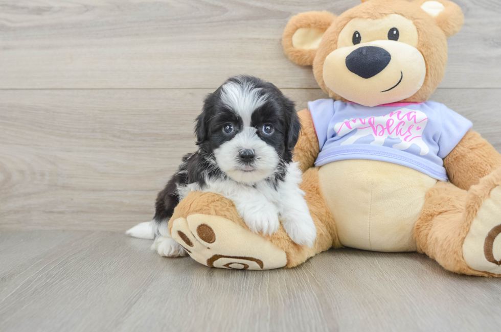6 week old Teddy Bear Puppy For Sale - Simply Southern Pups