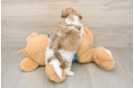 Sweet Teddy Bear Baby