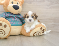 7 week old Teddy Bear Puppy For Sale - Simply Southern Pups
