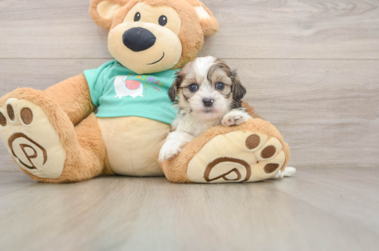 Energetic Shichon Designer Puppy
