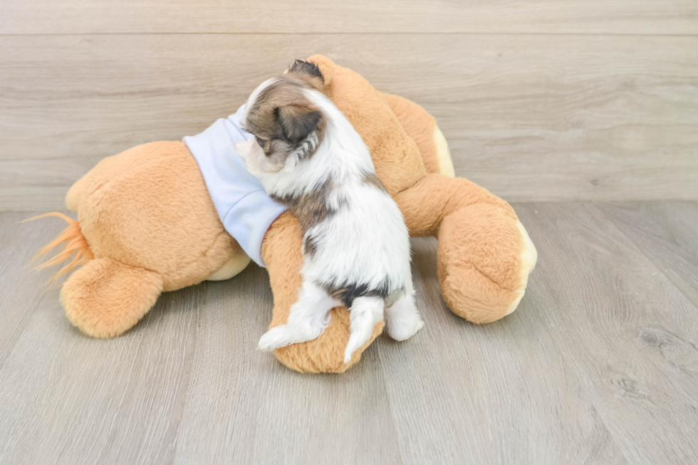 Cute Teddy Bear Baby