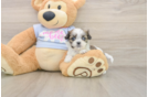 Teddy Bear Puppy for Adoption