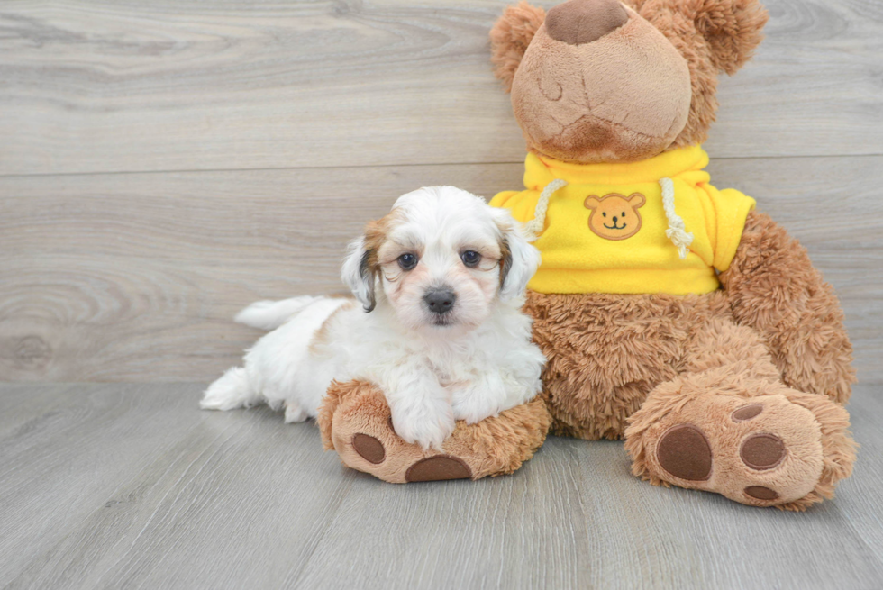 Small Teddy Bear Baby