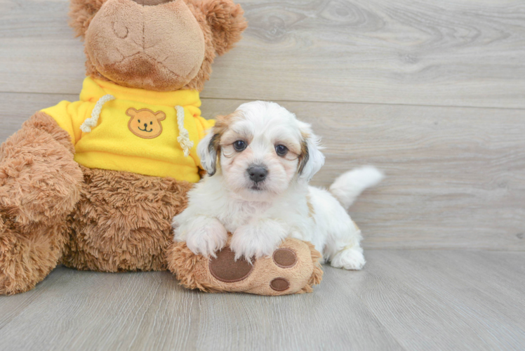Teddy Bear Puppy for Adoption