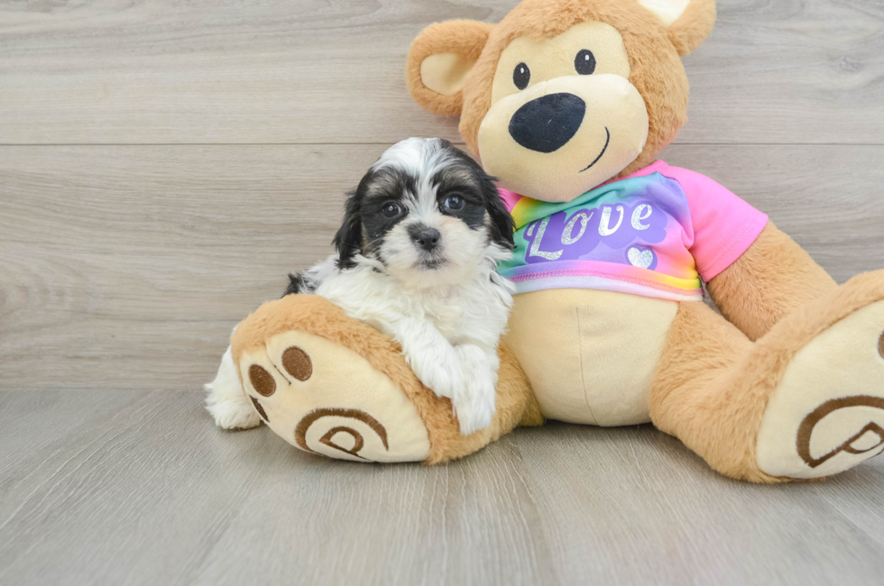 6 week old Teddy Bear Puppy For Sale - Simply Southern Pups