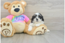 Teddy Bear Puppy for Adoption