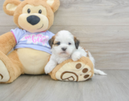 6 week old Teddy Bear Puppy For Sale - Simply Southern Pups