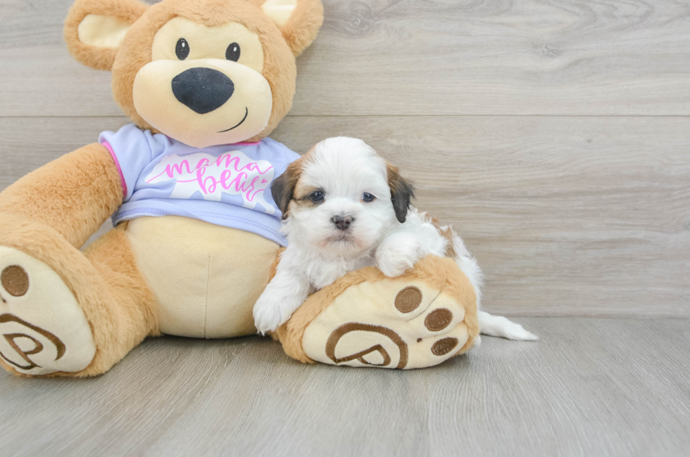 6 week old Teddy Bear Puppy For Sale - Simply Southern Pups