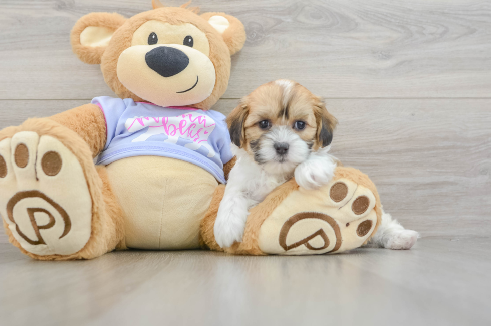 6 week old Teddy Bear Puppy For Sale - Simply Southern Pups