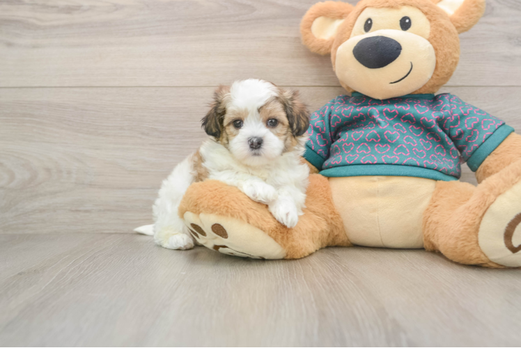 Best Teddy Bear Baby