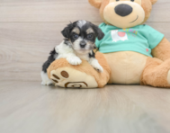 7 week old Teddy Bear Puppy For Sale - Simply Southern Pups