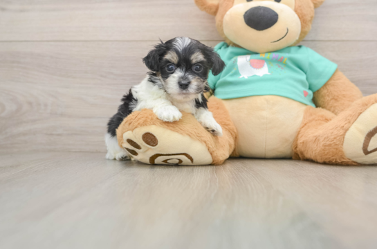 Best Teddy Bear Baby
