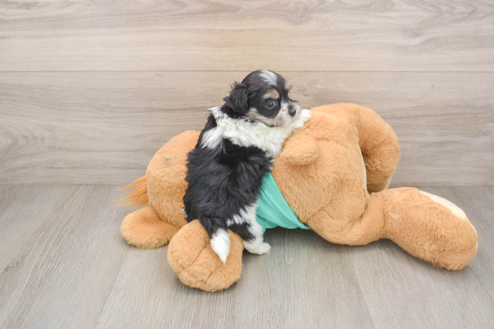 Smart Teddy Bear Designer Pup