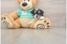 Energetic Shit Designer Puppy