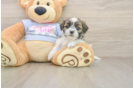 Smart Teddy Bear Designer Pup