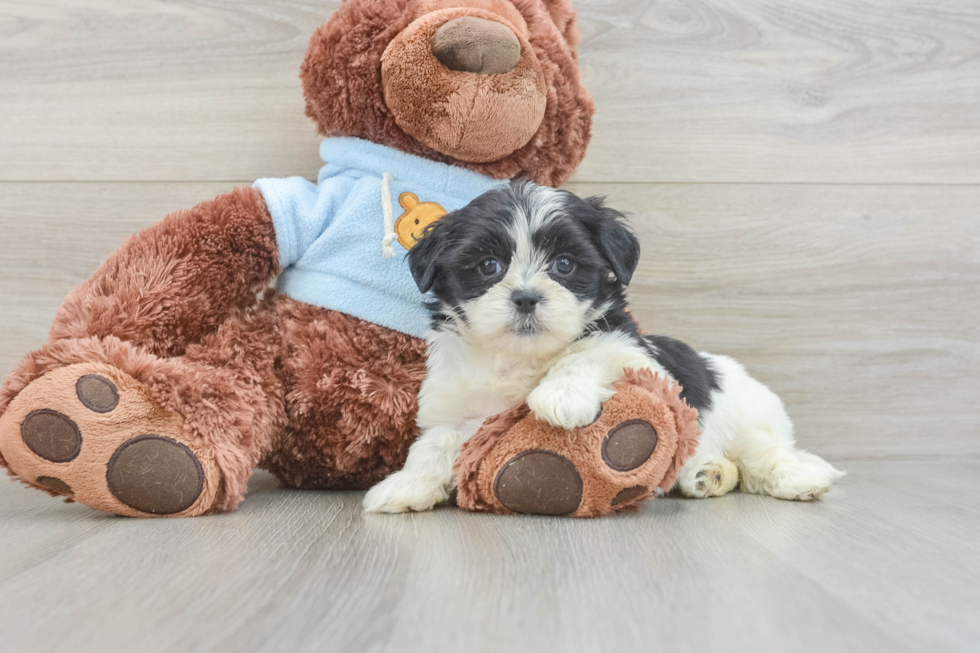 Playful Shichon Designer Puppy