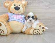 6 week old Teddy Bear Puppy For Sale - Simply Southern Pups