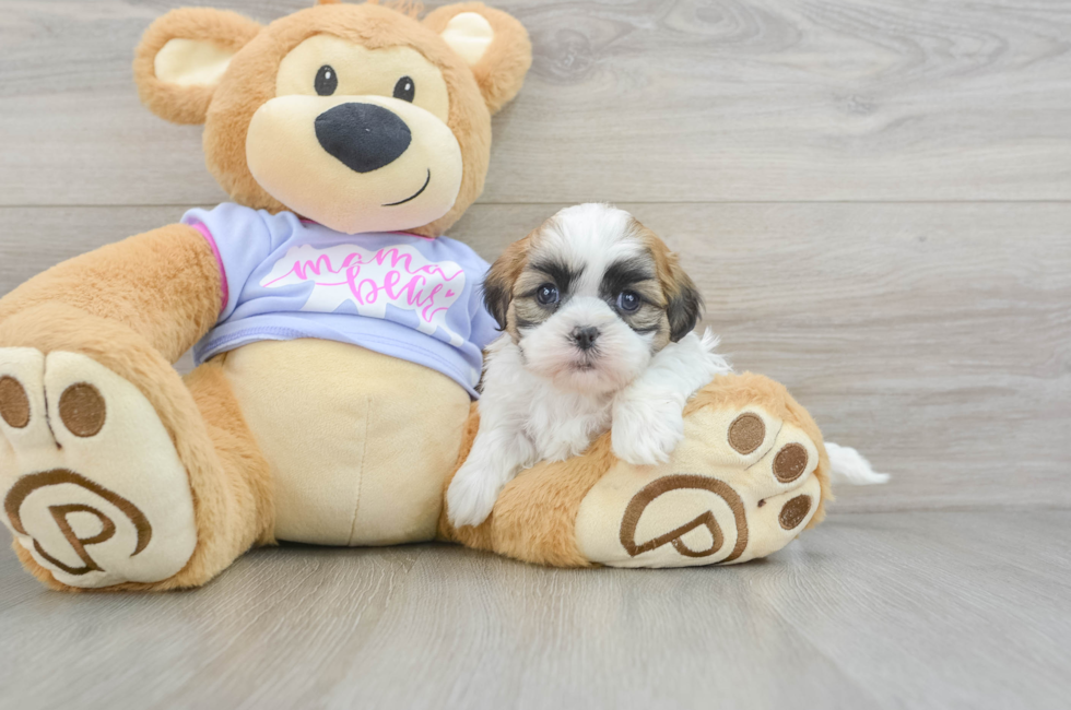 6 week old Teddy Bear Puppy For Sale - Simply Southern Pups