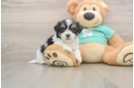 Smart Teddy Bear Designer Pup