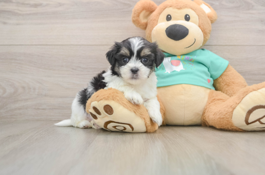 Smart Teddy Bear Designer Pup