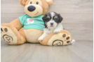 Teddy Bear Pup Being Cute