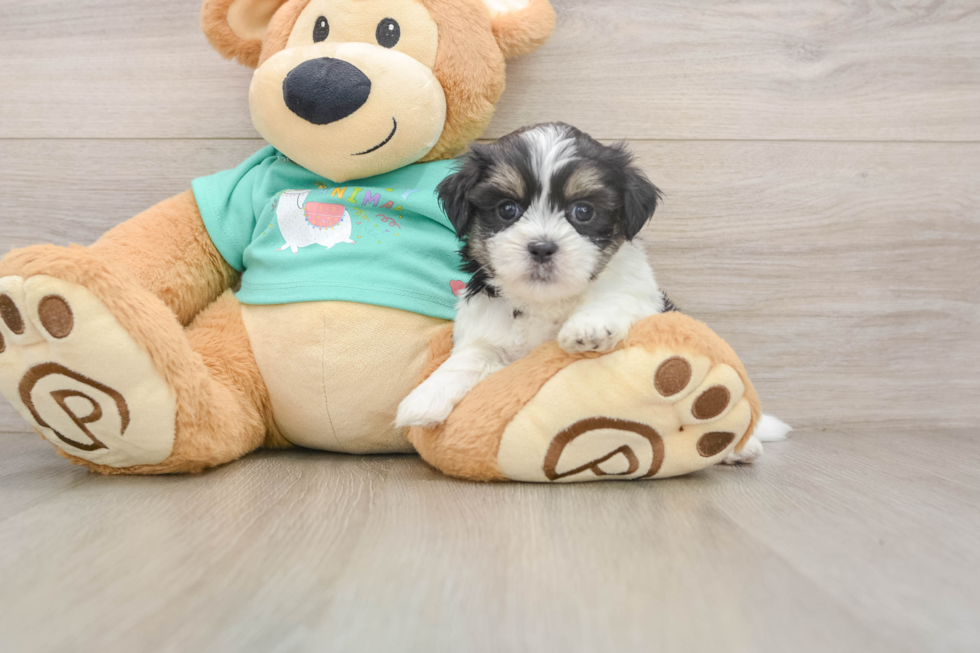 Teddy Bear Pup Being Cute