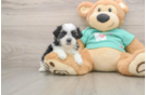 Teddy Bear Puppy for Adoption